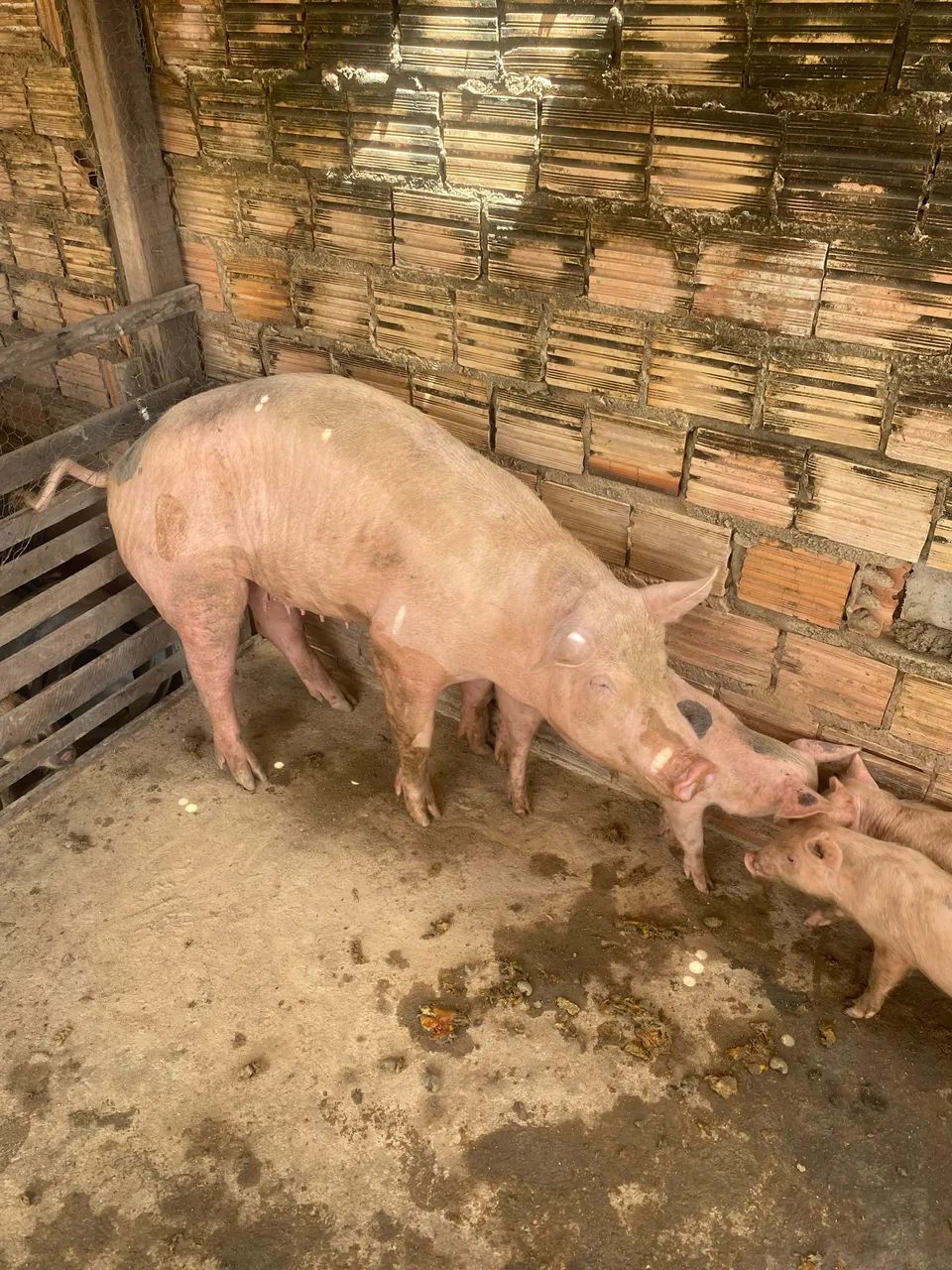 Vende se matriz