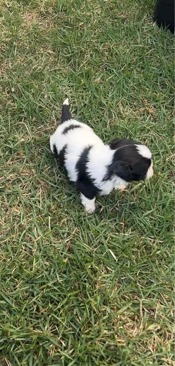Shih-tzu - Foto 2