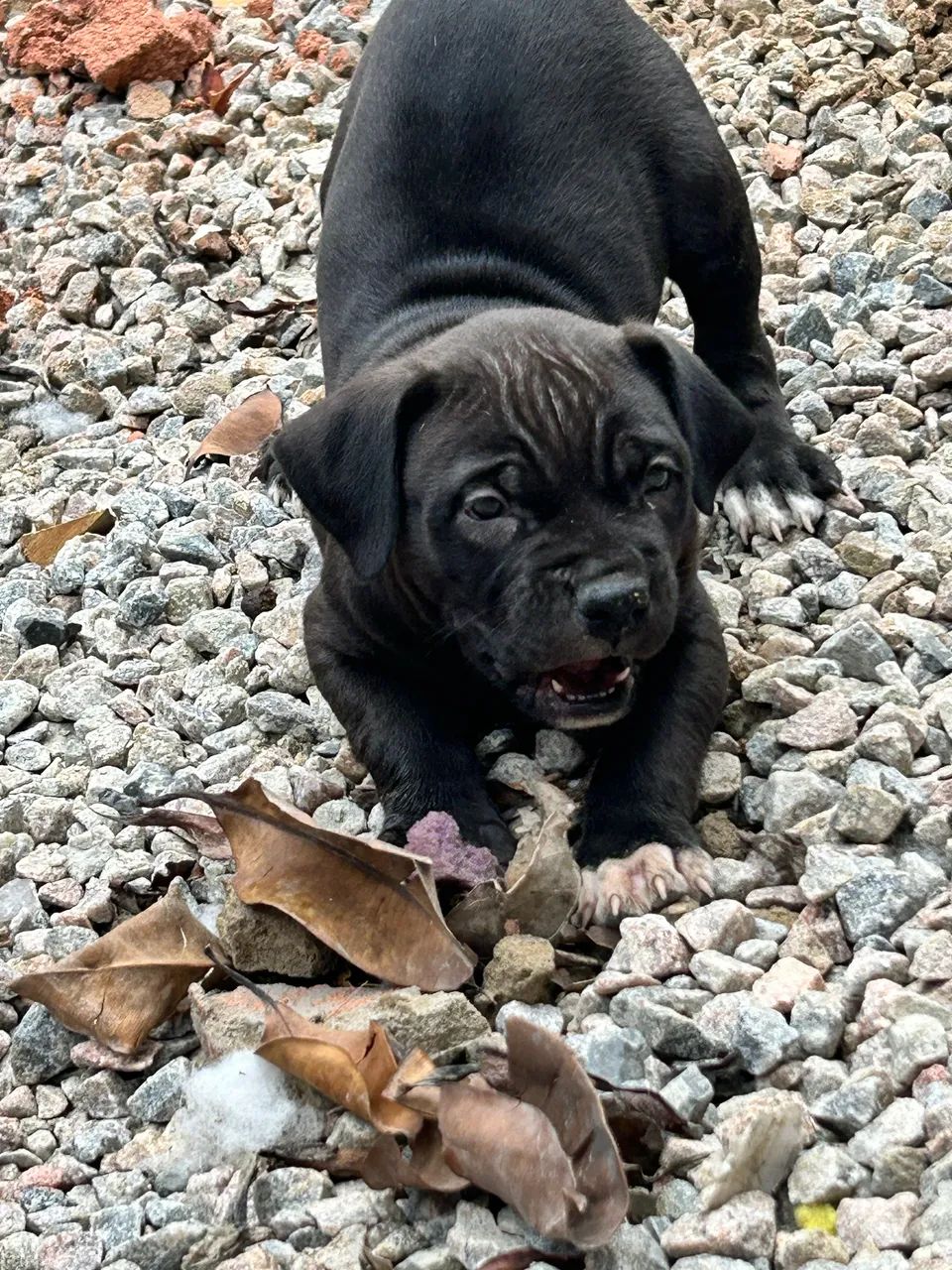 American Bully  - Foto 2