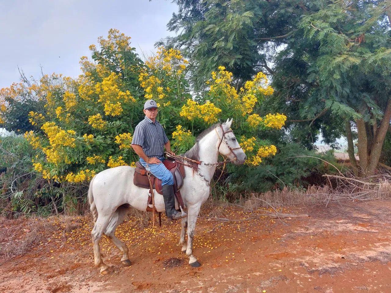 Cavalo mangalarga machador  - Foto 3