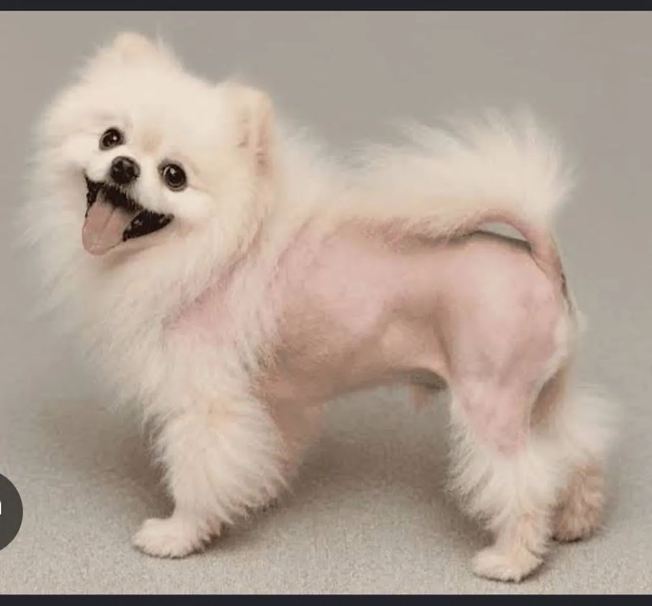Pomerania