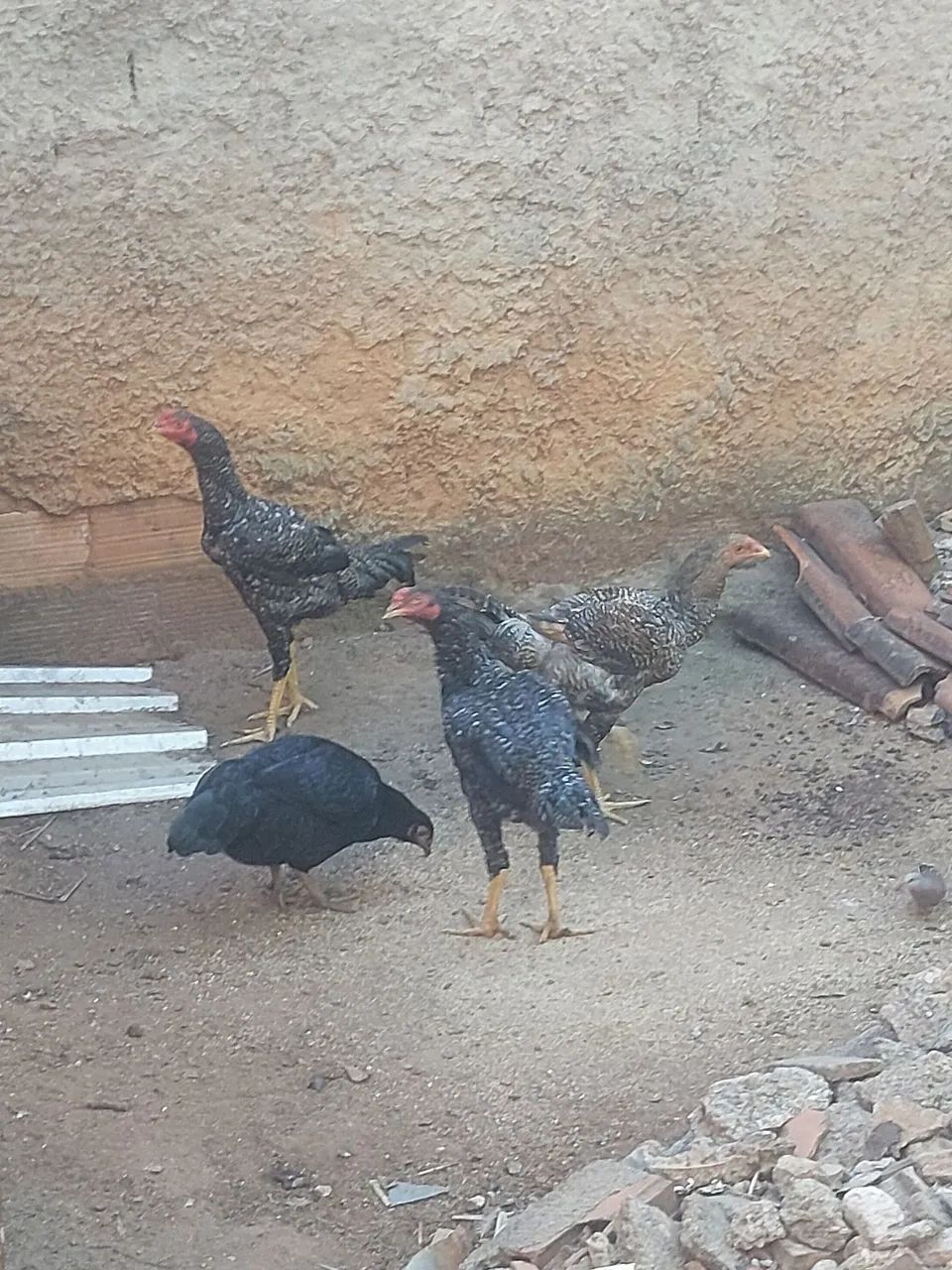 Galos caipiras vivos