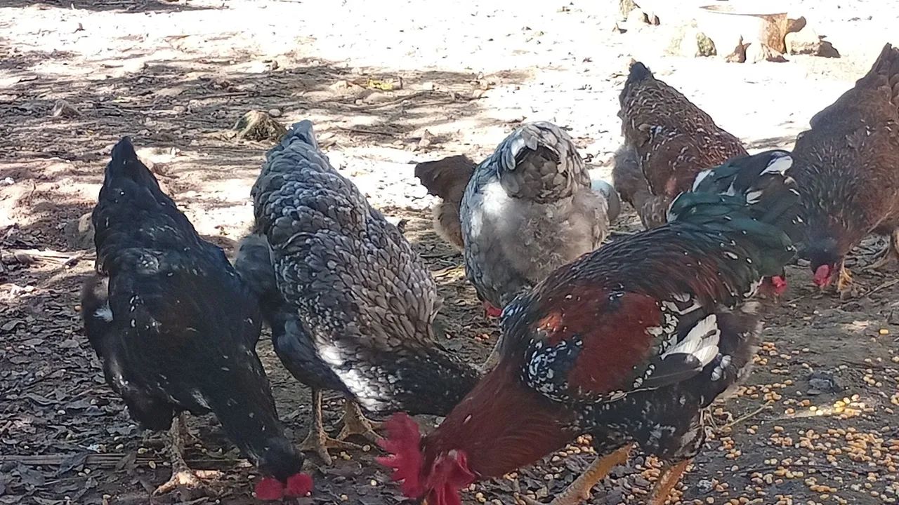 Galinha gsb 