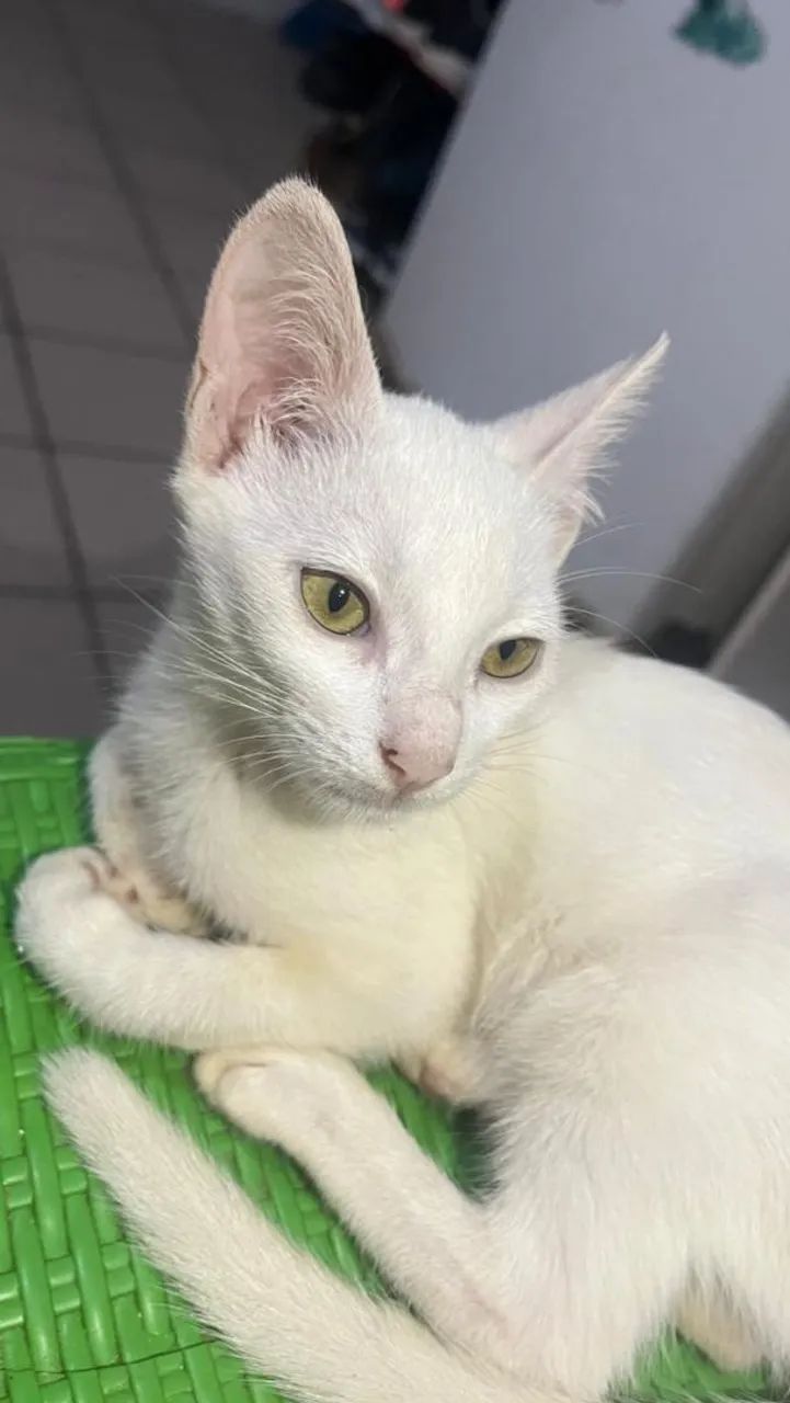 Gato precisando urgentemente de um lar