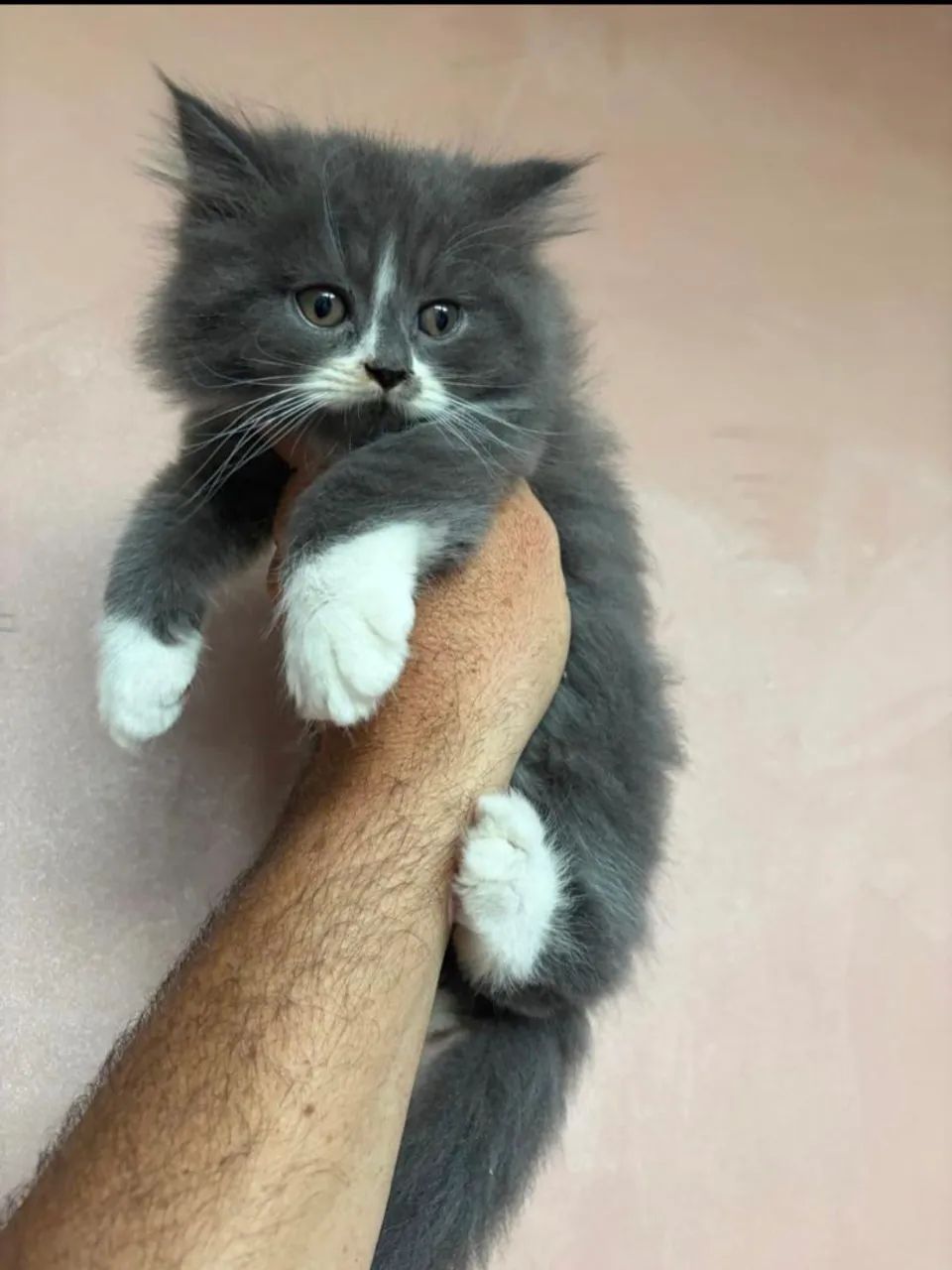 Gatos persas - Foto 2
