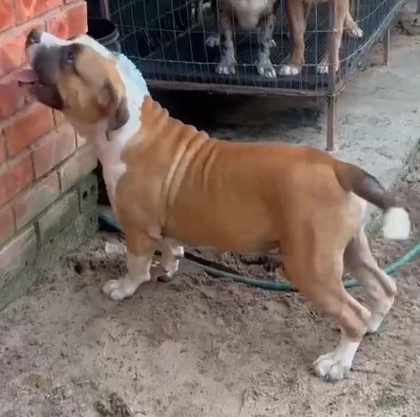 Pit monster macho com 6 meses e pedigree  - Foto 2