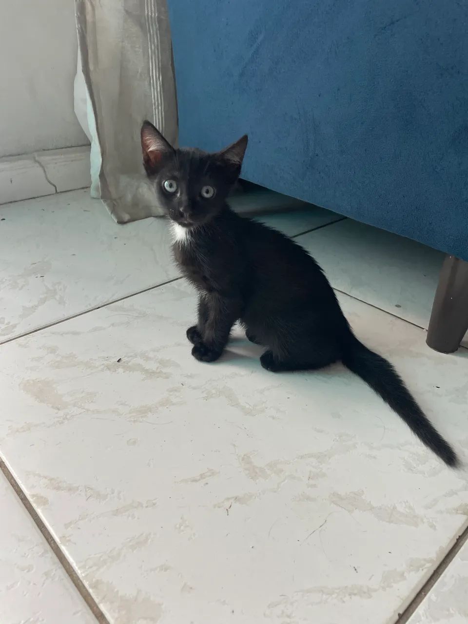 Gatinha fêmea 1mes - Foto 2