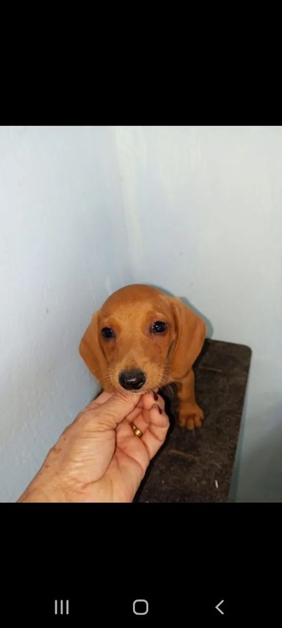 Darchshund ( salsicha) - Foto 5