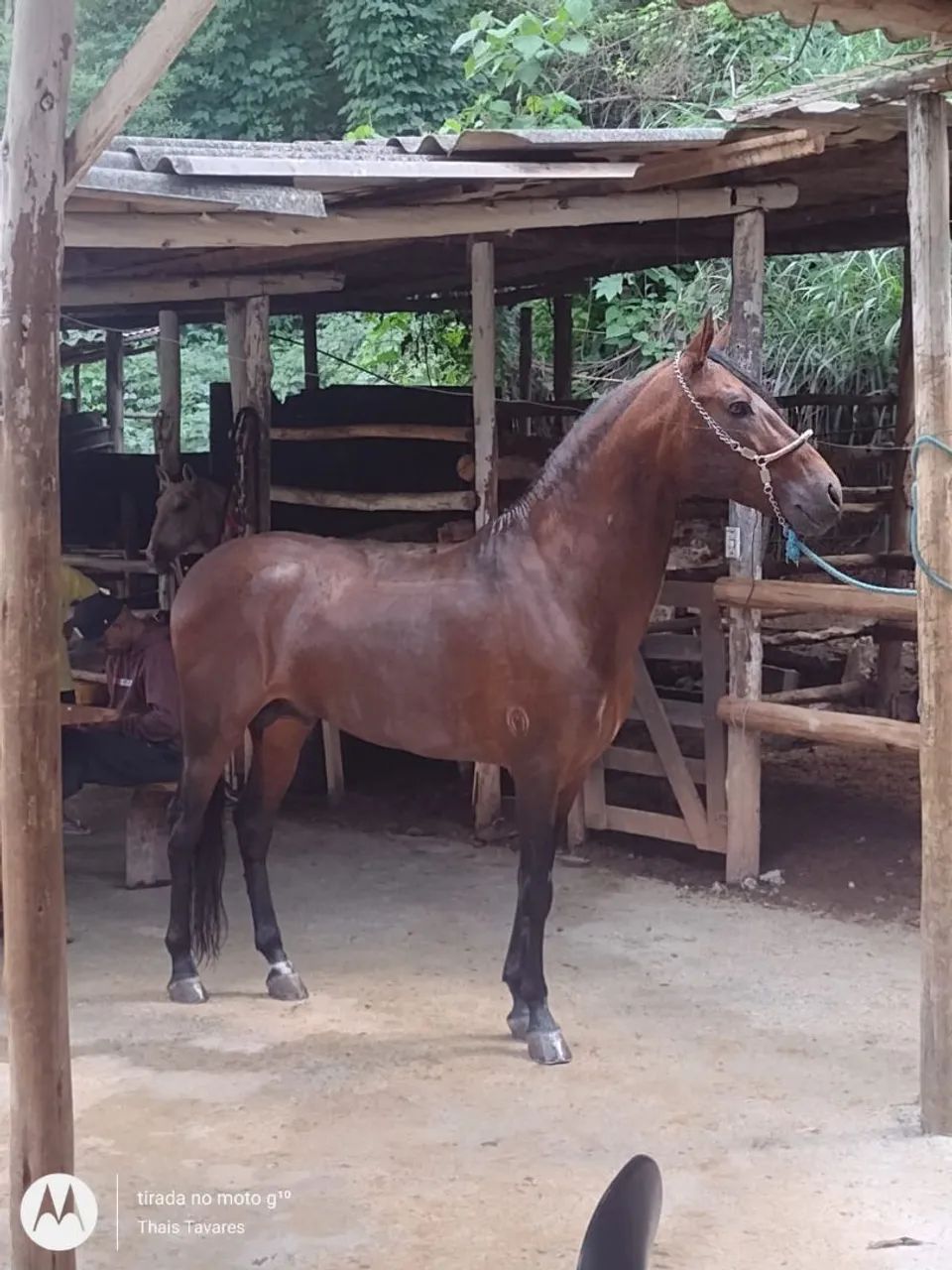 cavalo  - Foto 2