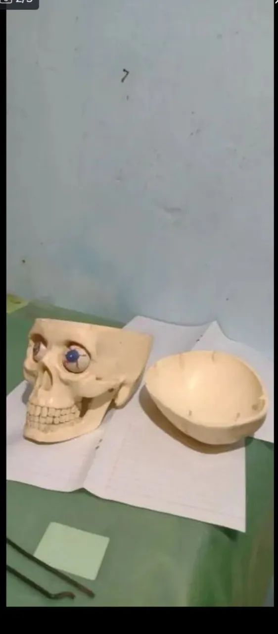 CRÂNIO REALISTA  - Foto 5