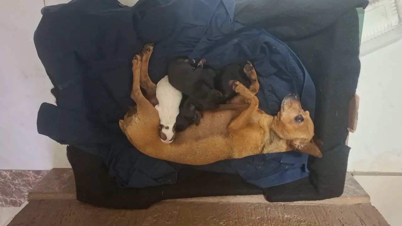 Pinscher 0 e micro - Foto 2