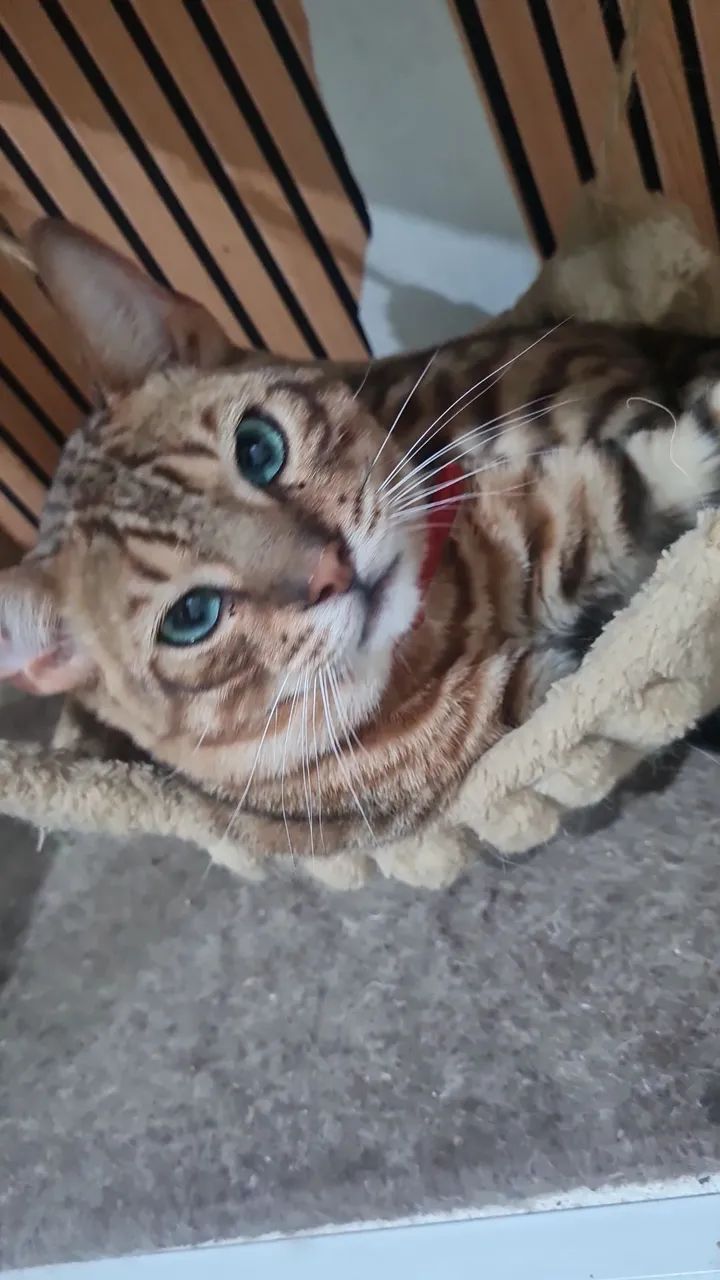 Bengal - Foto 4