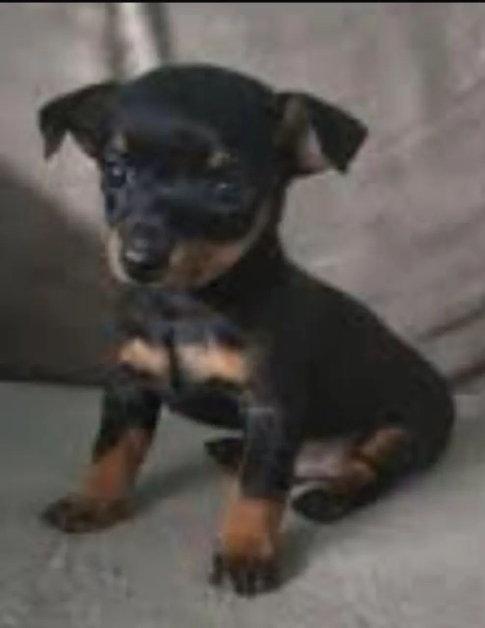 PINSCHER número 1