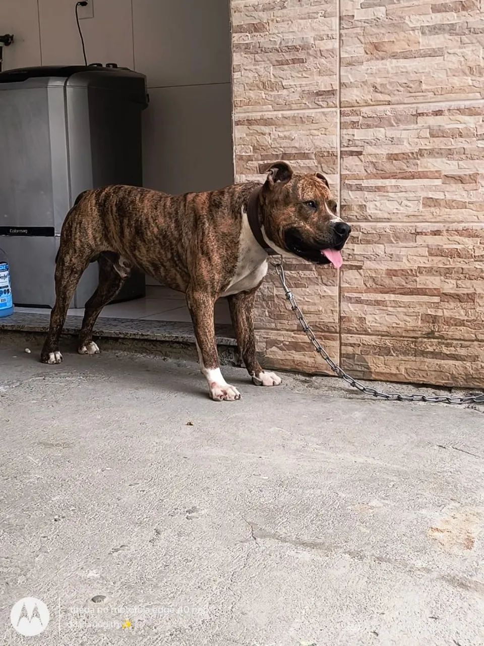 Doa_se pit bull - Foto 5