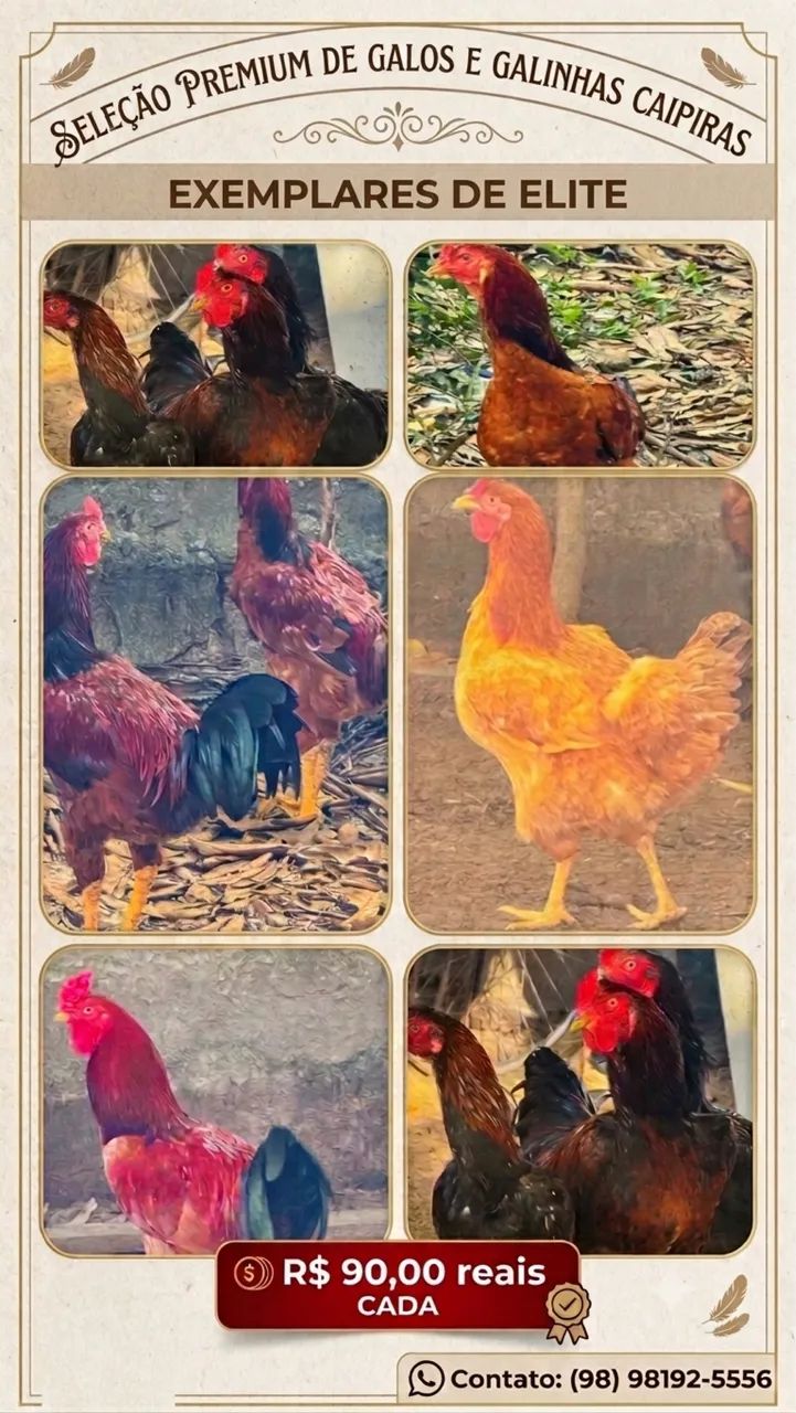 GALOS E GALINHAS CAIPIRAS 