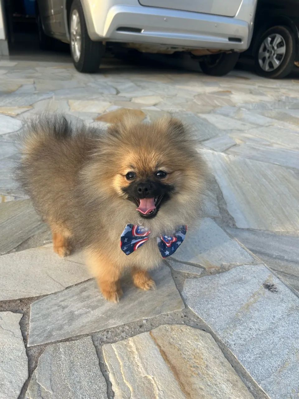 Lulu macho 