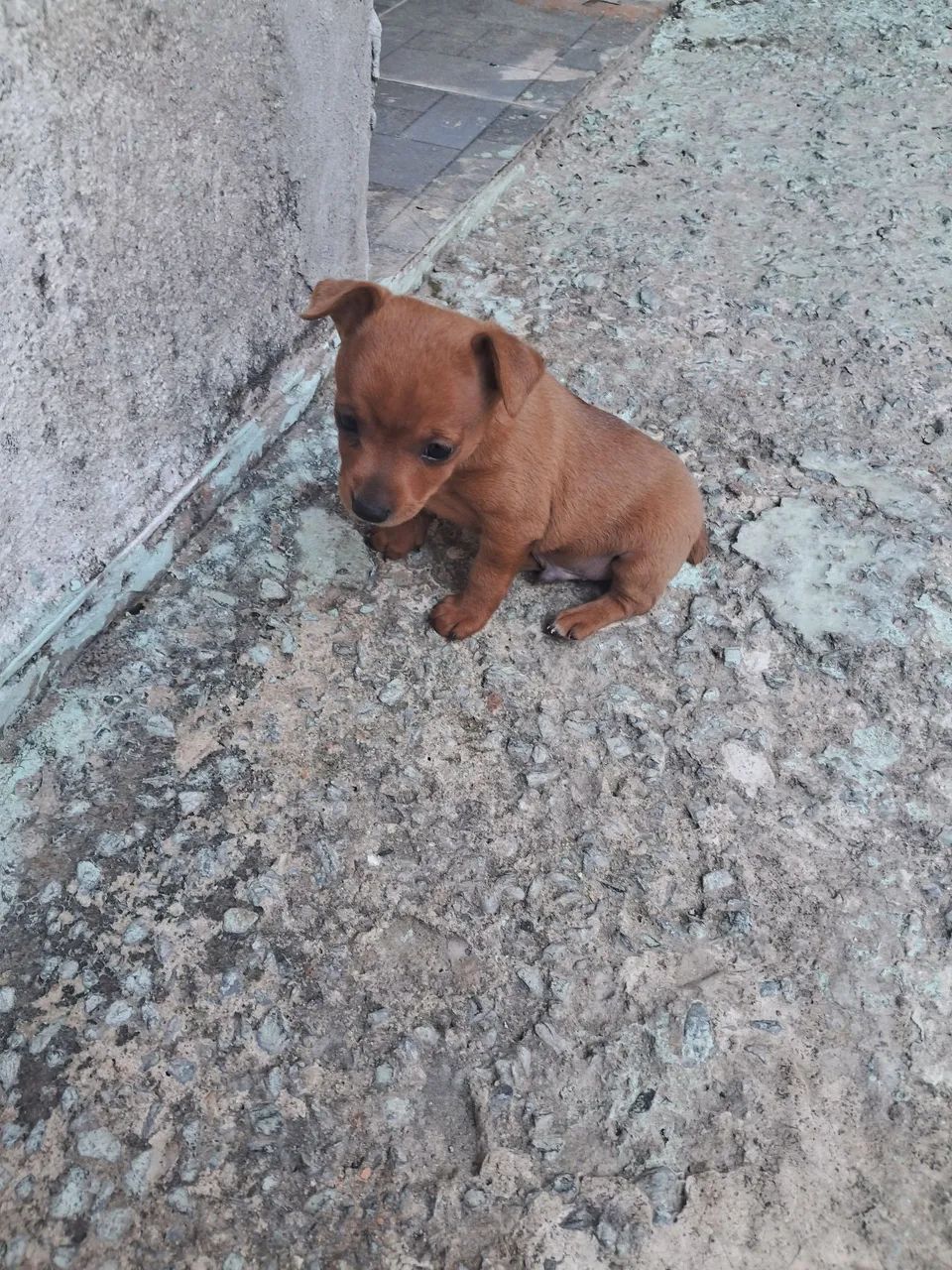 Venda de pinscher  - Foto 4