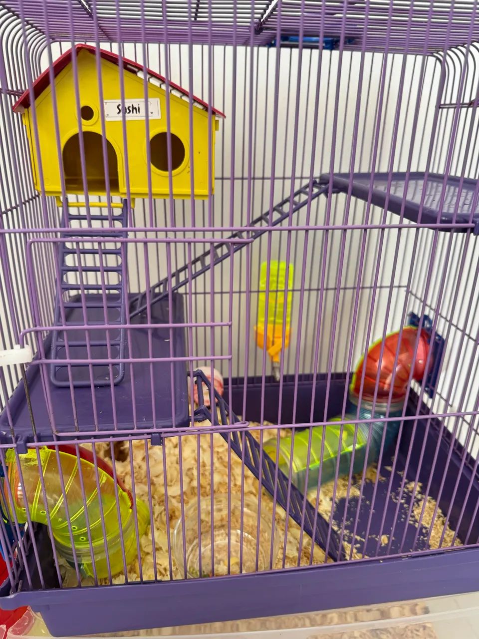 Hamster anão russo - Foto 4