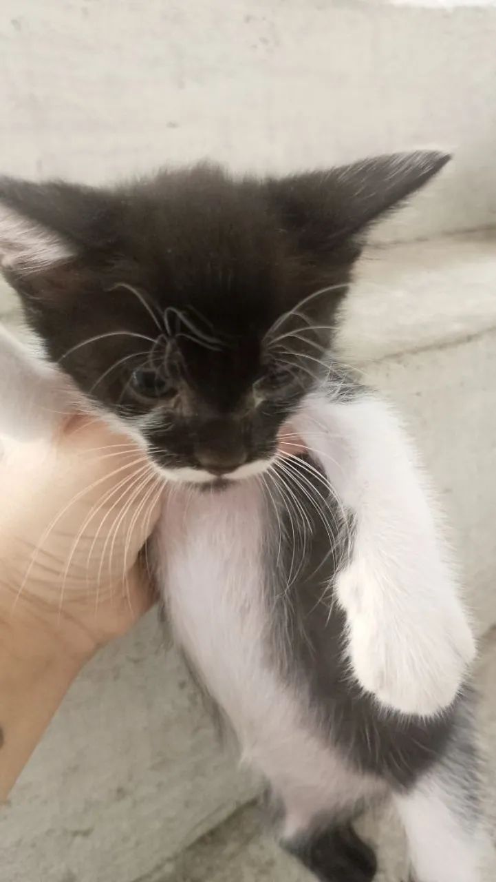 Doação de gatinhos - Foto 2