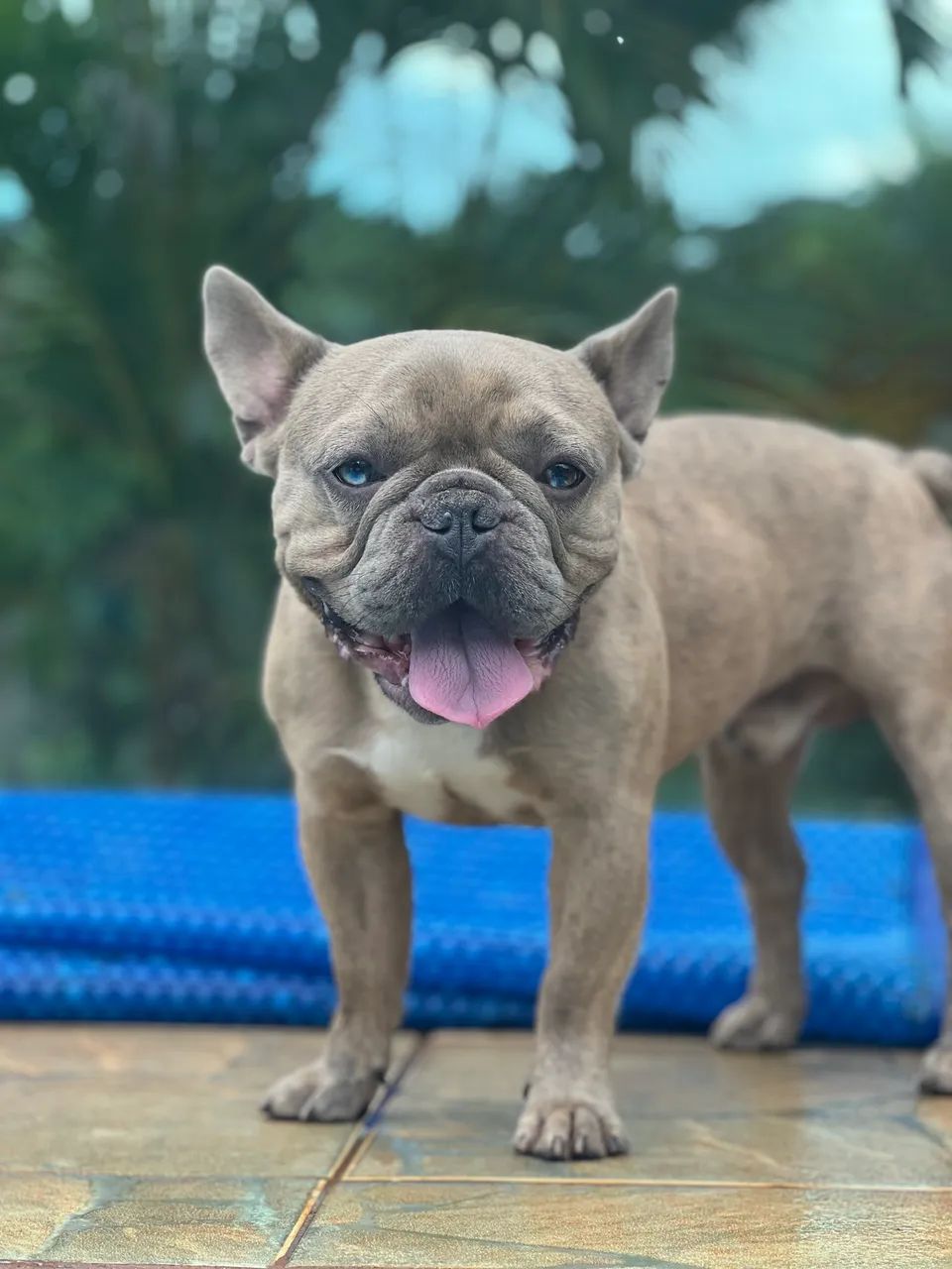 Buldogue para cruzar  - Foto 2
