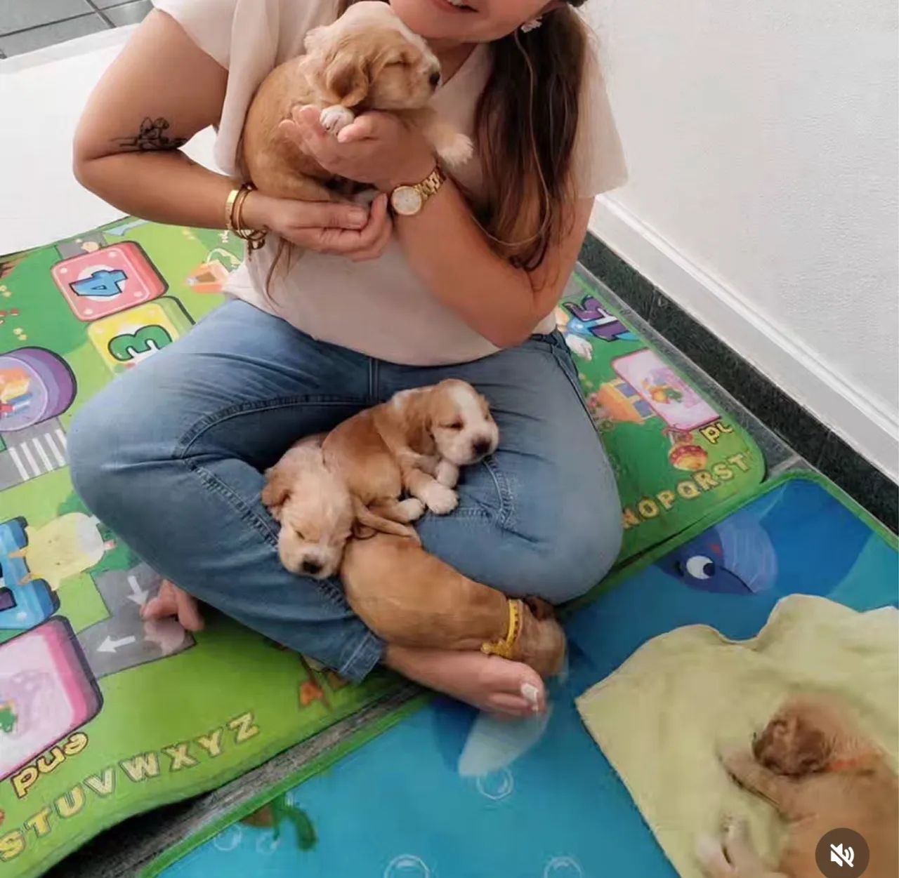 Filhotes de Cocker Spaniel Inglês  - Foto 4