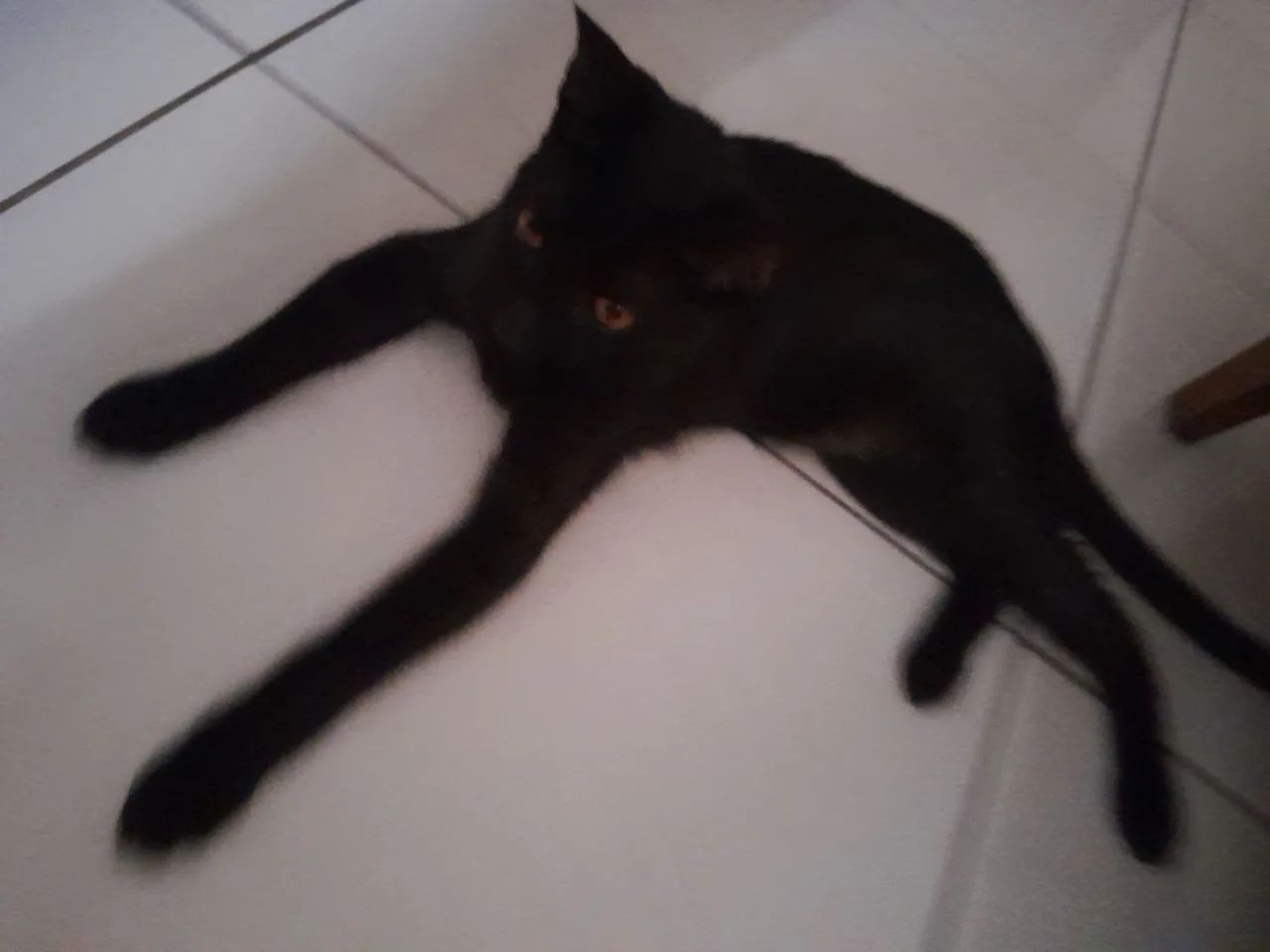DOAÇAO DE GATA - Foto 5