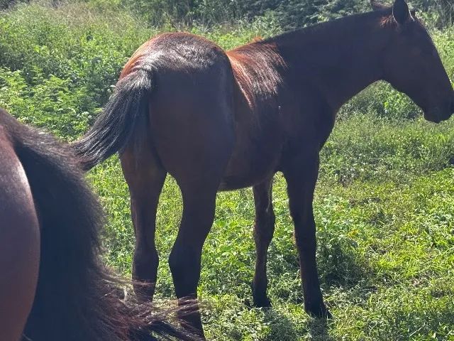 Pordo a venda com 7 meses  - Foto 2