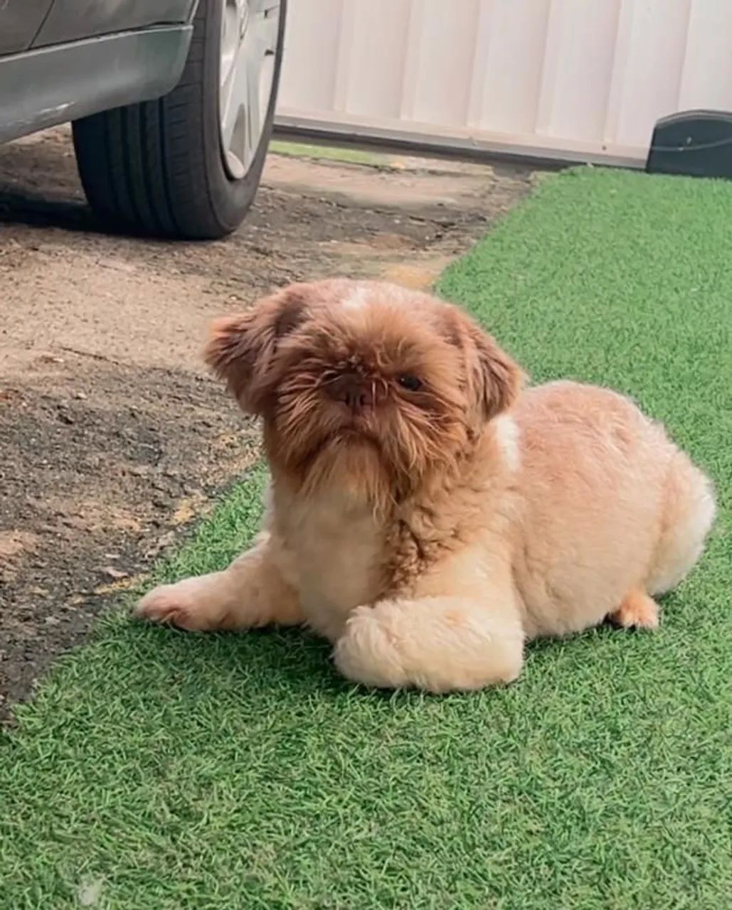 Shitzu