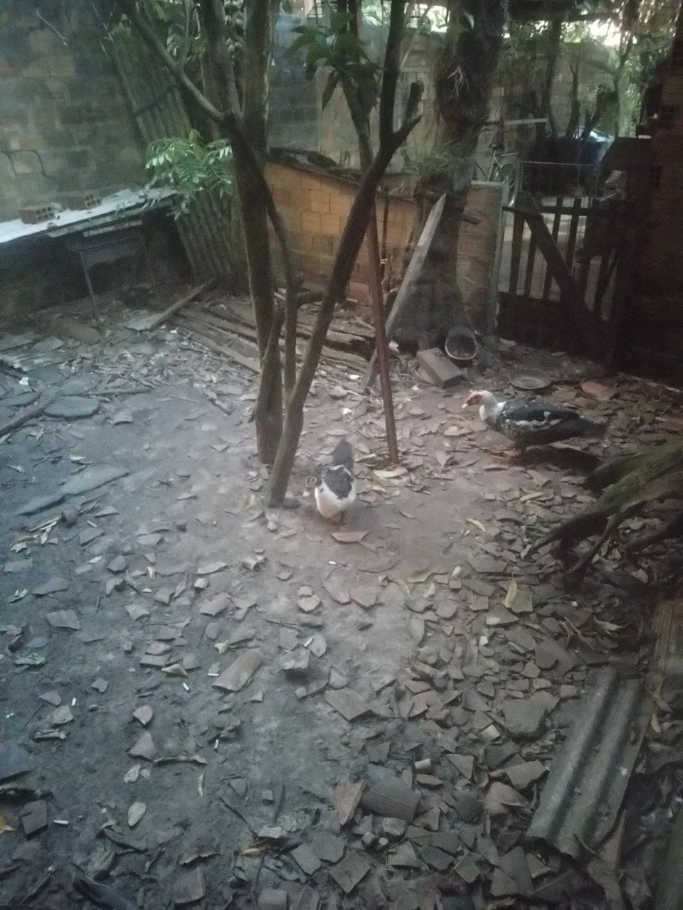 Casal de pato - Foto 3