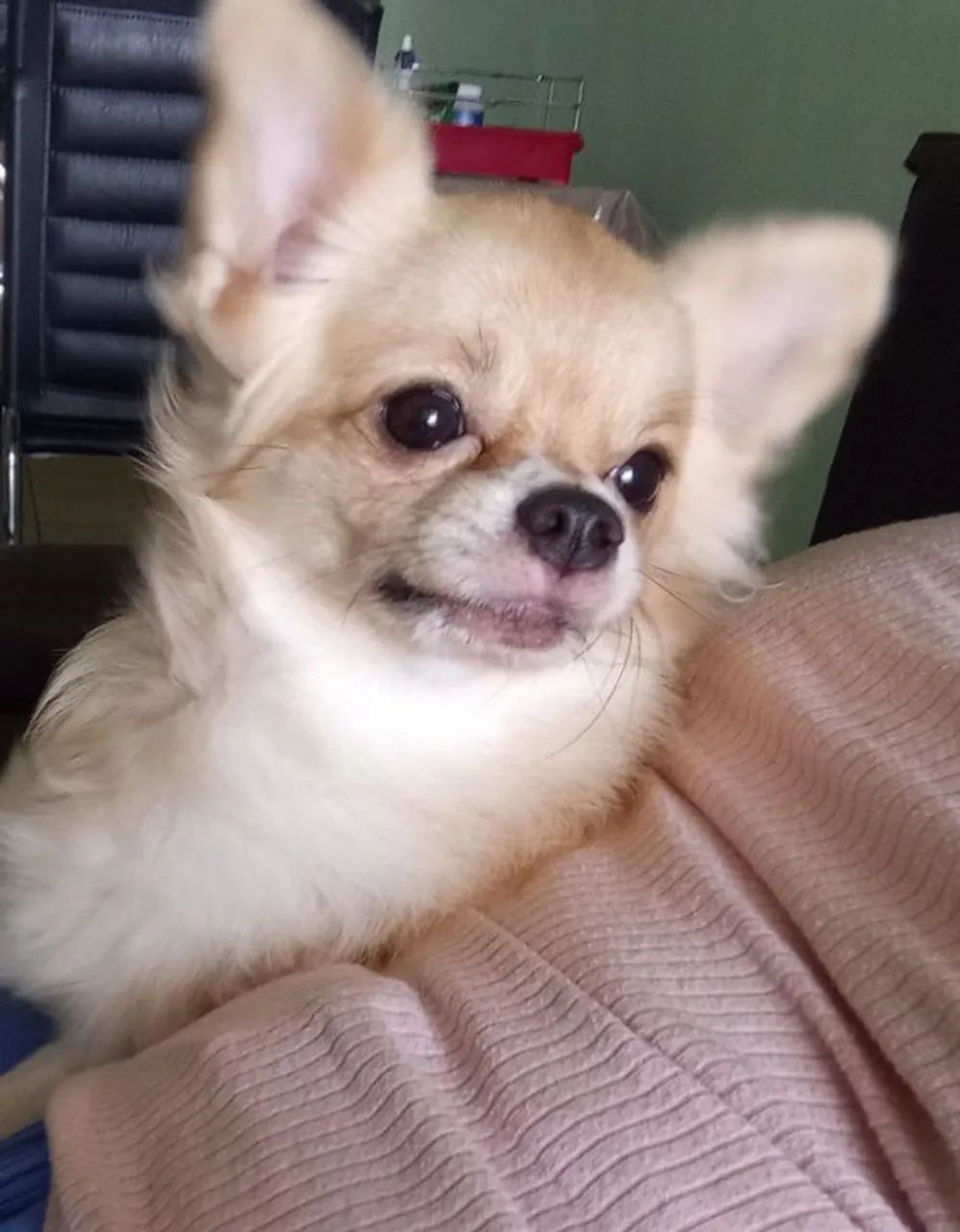 Chihuaua macho - Foto 2