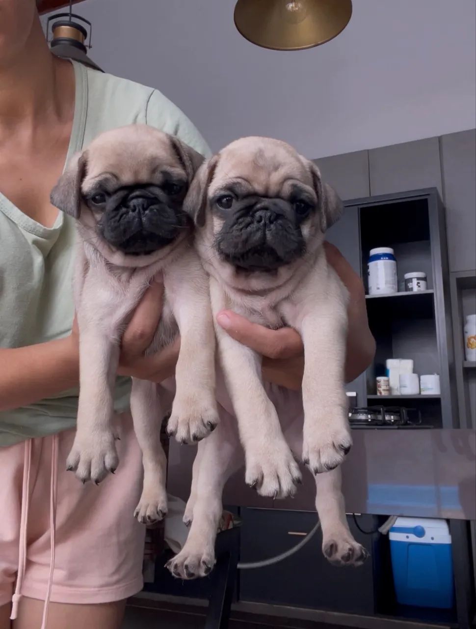 Pug 