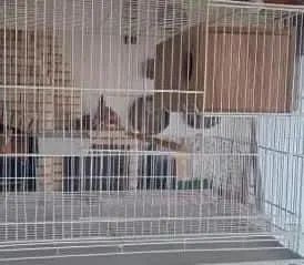Gaiola Grande Perfeito Estado 