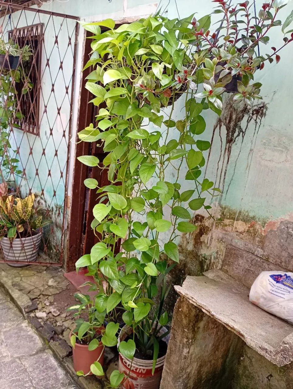 Plantas variadas - Foto 2