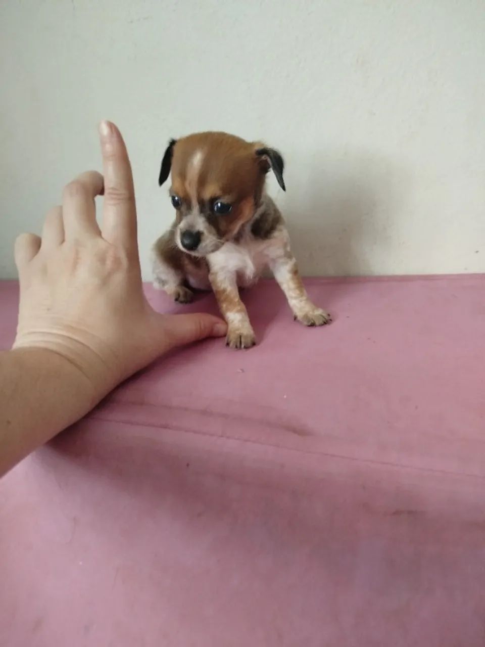 Pinscher