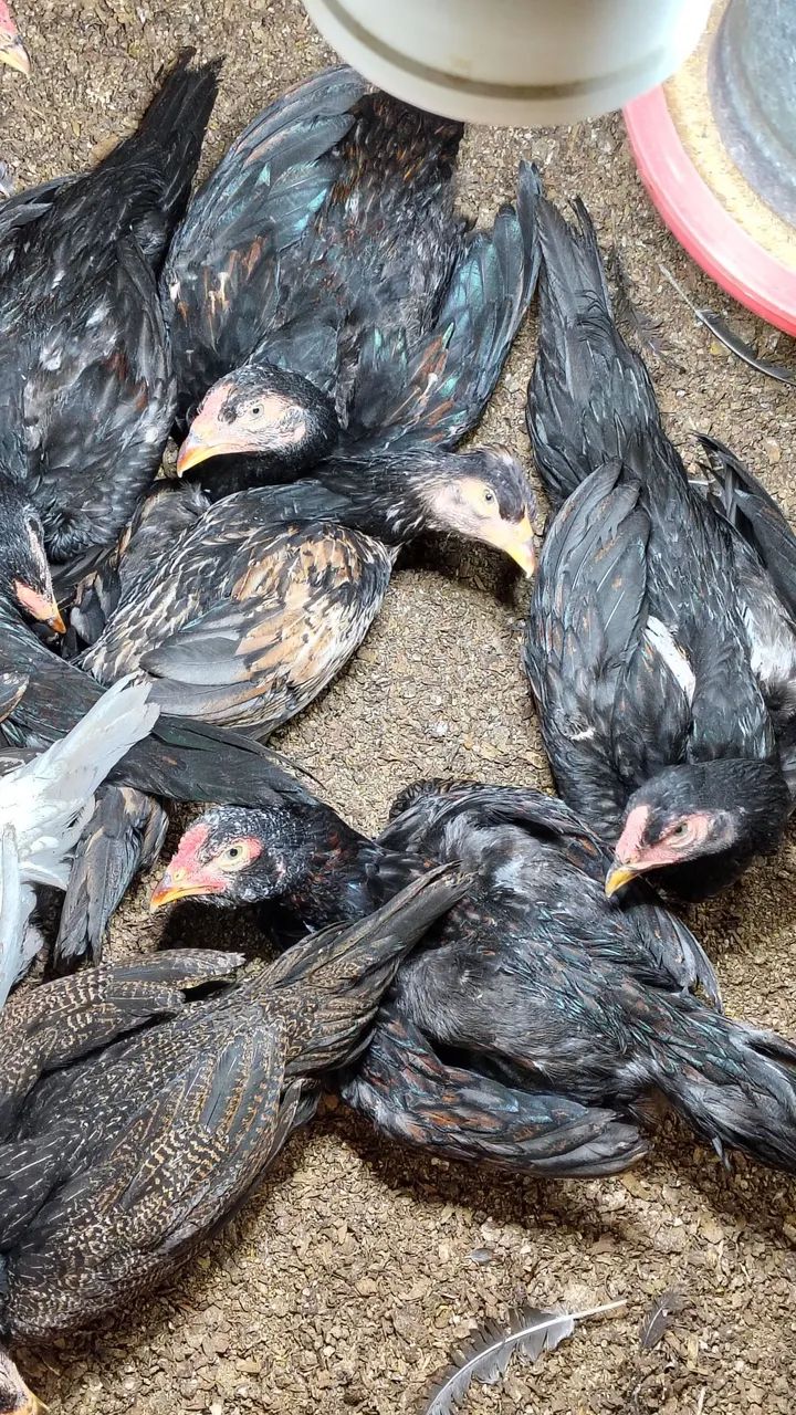 Pintos da raça Mura com 70 Dias ideal para reprodutores valor individual 100 reais - Foto 5
