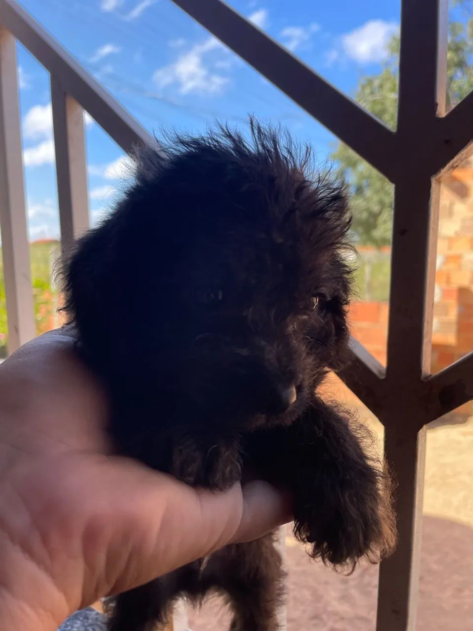 Poodle a venda 