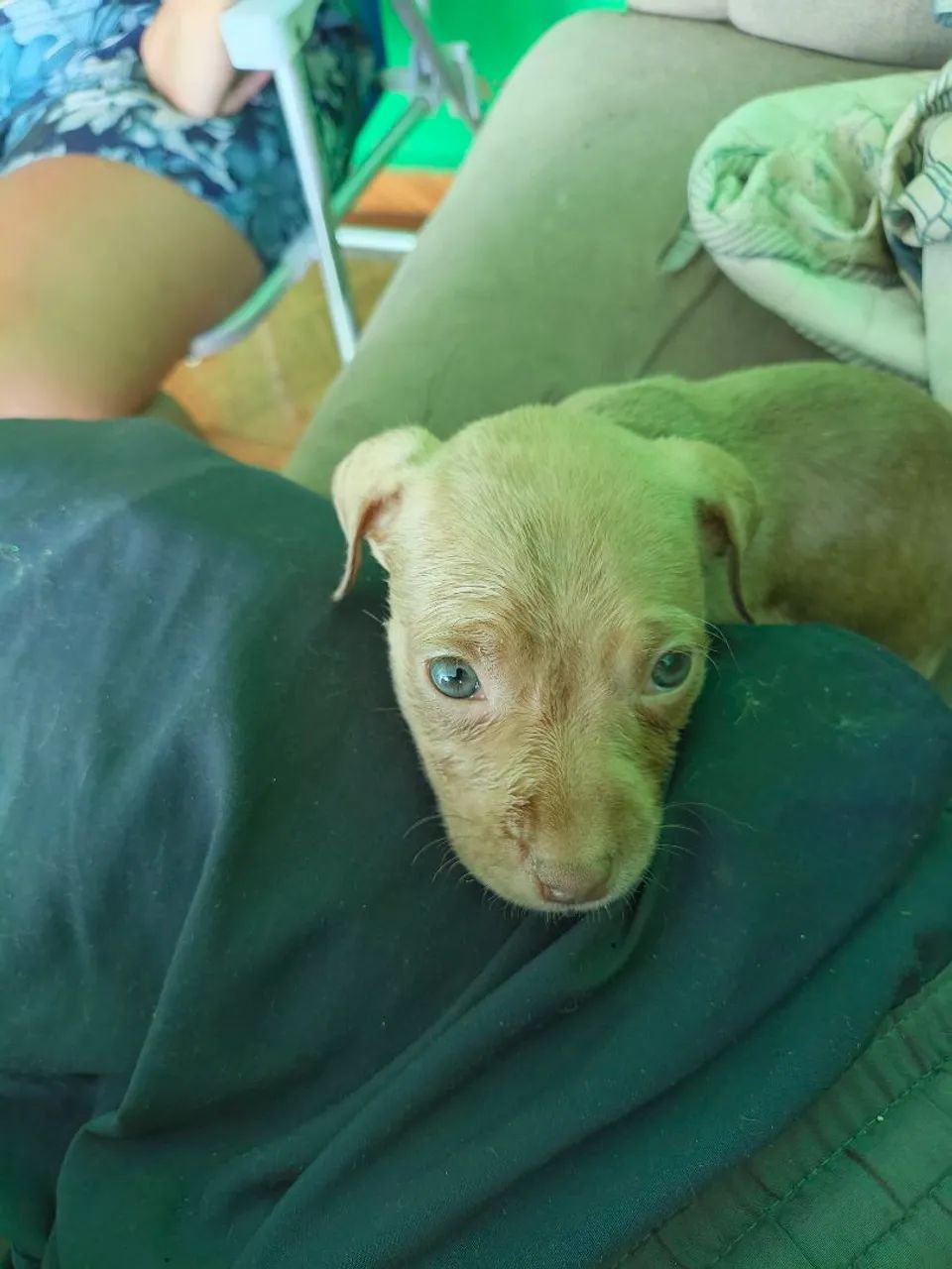 Filhote Pit Bull 