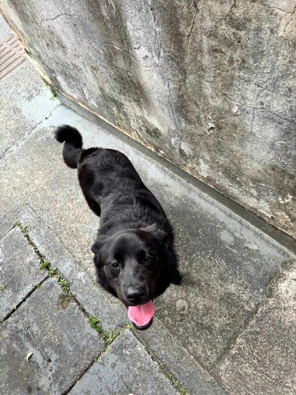 Cachorro perdido - Foto 4