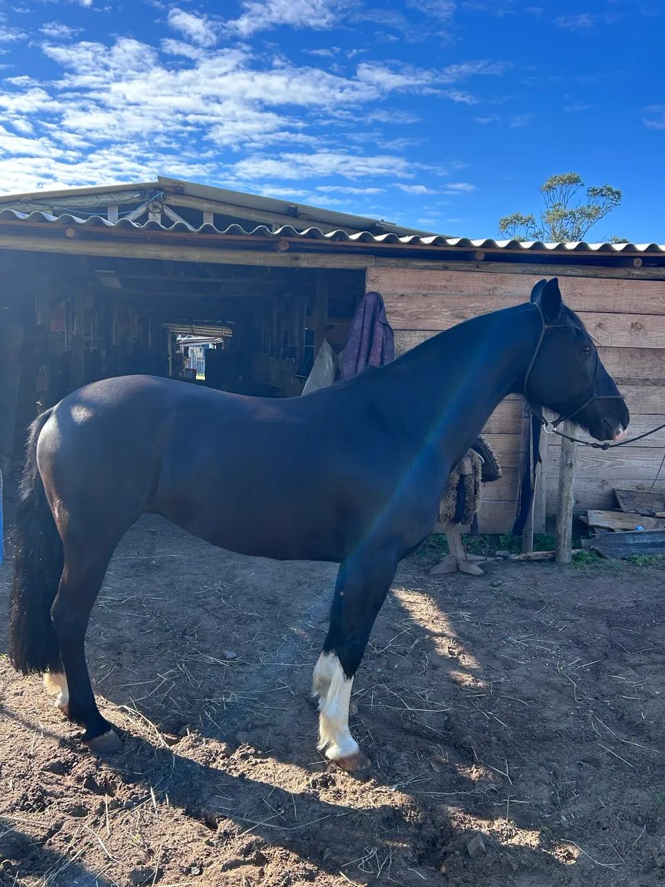 Égua crioula pronta pra laço  - Foto 2