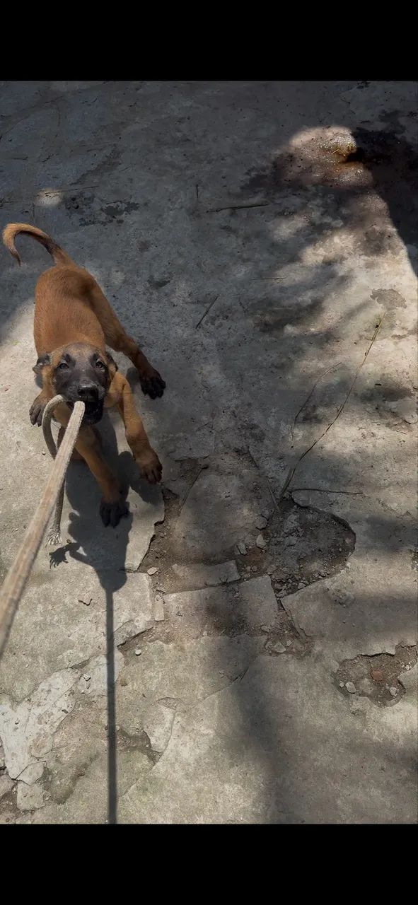 Filhotes de pastor malinois  - Foto 2