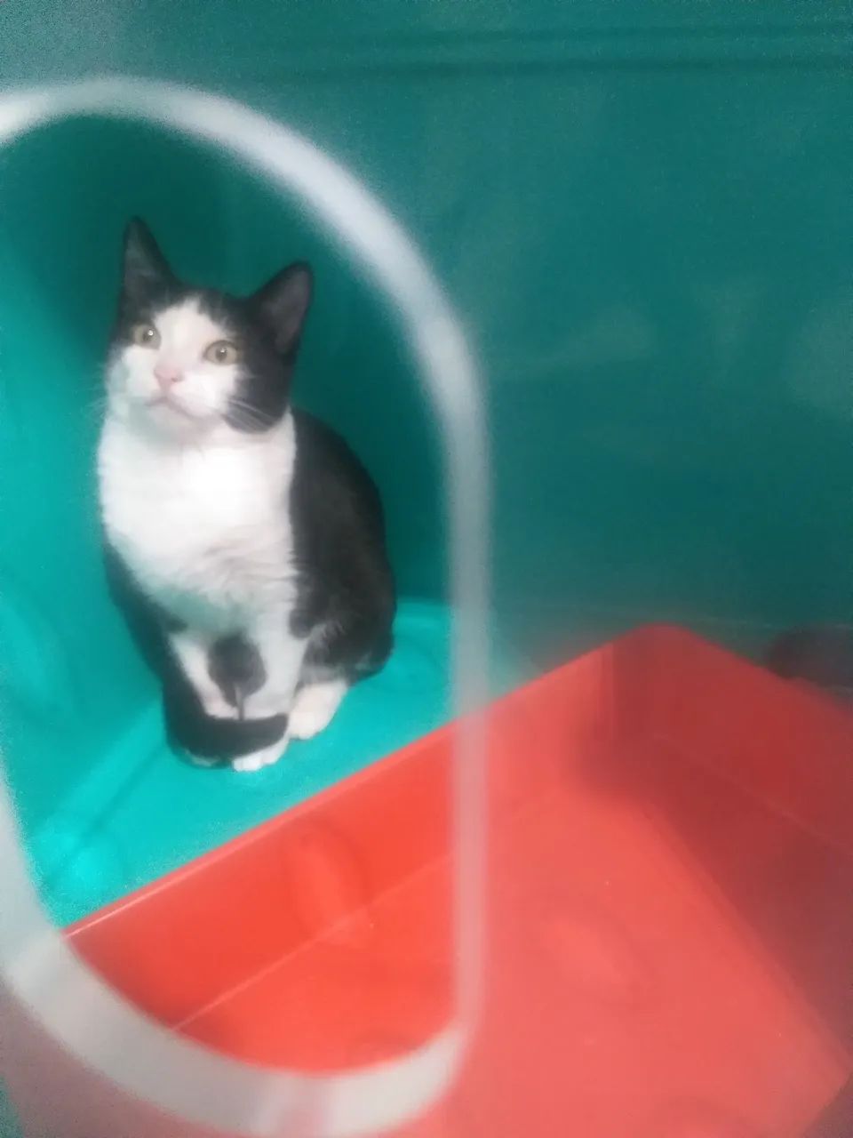 Bichos