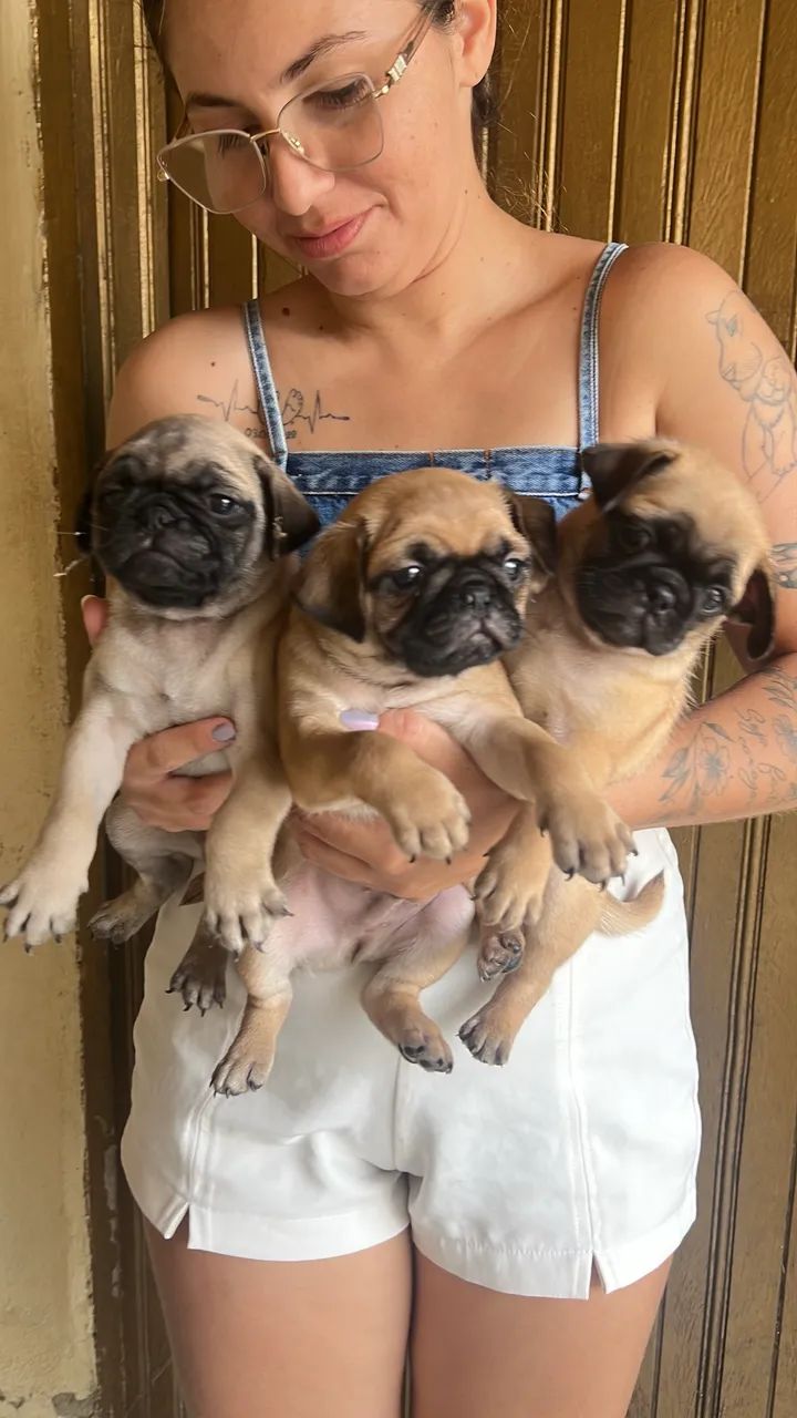 Cachorro pung  - Foto 3
