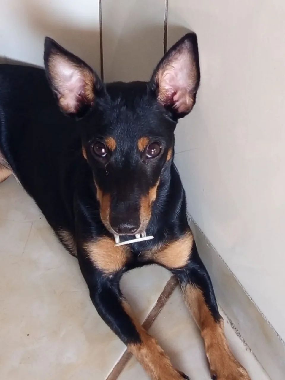 Pincher de 7 meses