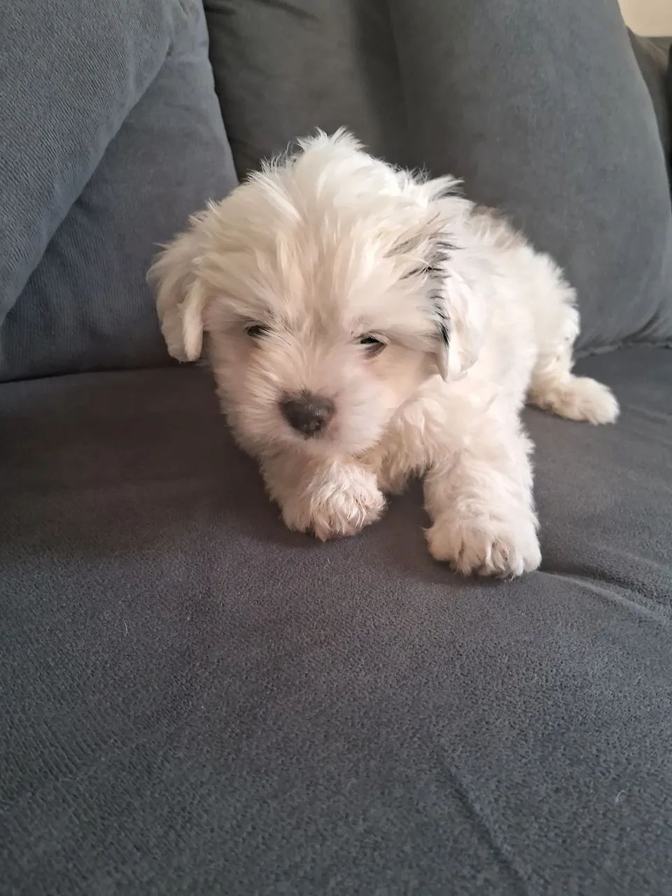 Shitzu minie - Foto 3