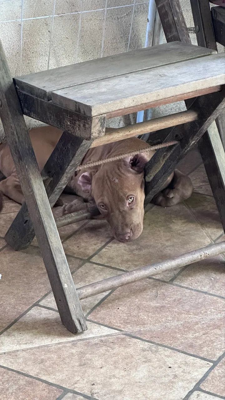 Filhote de pitbull  - Foto 2