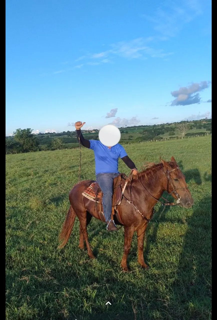 Égua mangalarga  - Foto 5