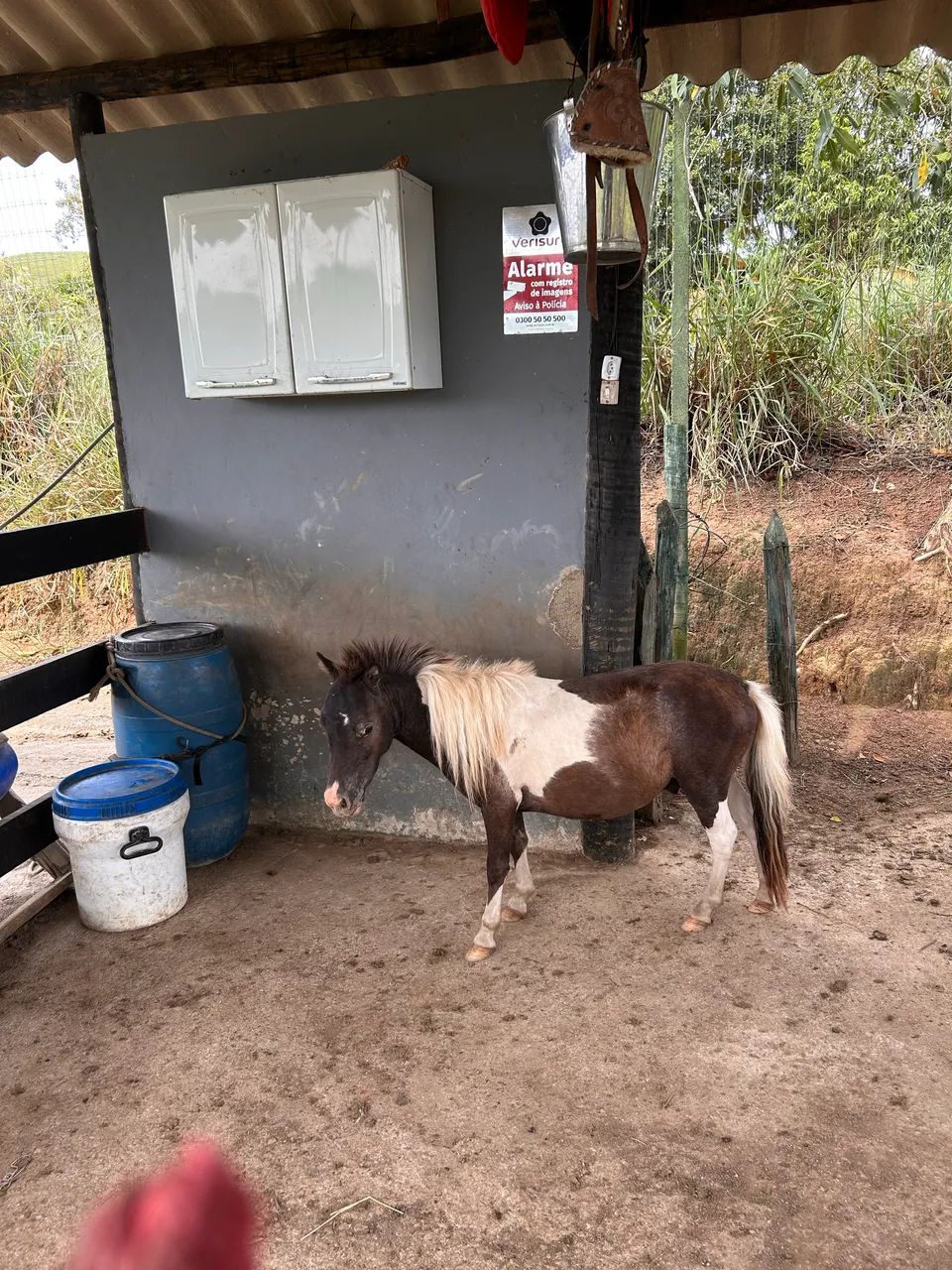Casal de Mini Pônei - os menores! Lindos - Foto 4