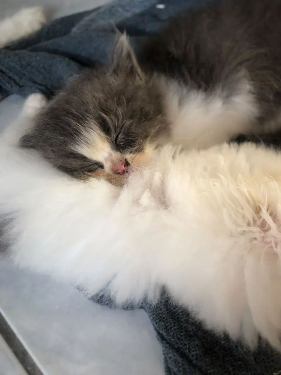 Gatos  - Foto 4