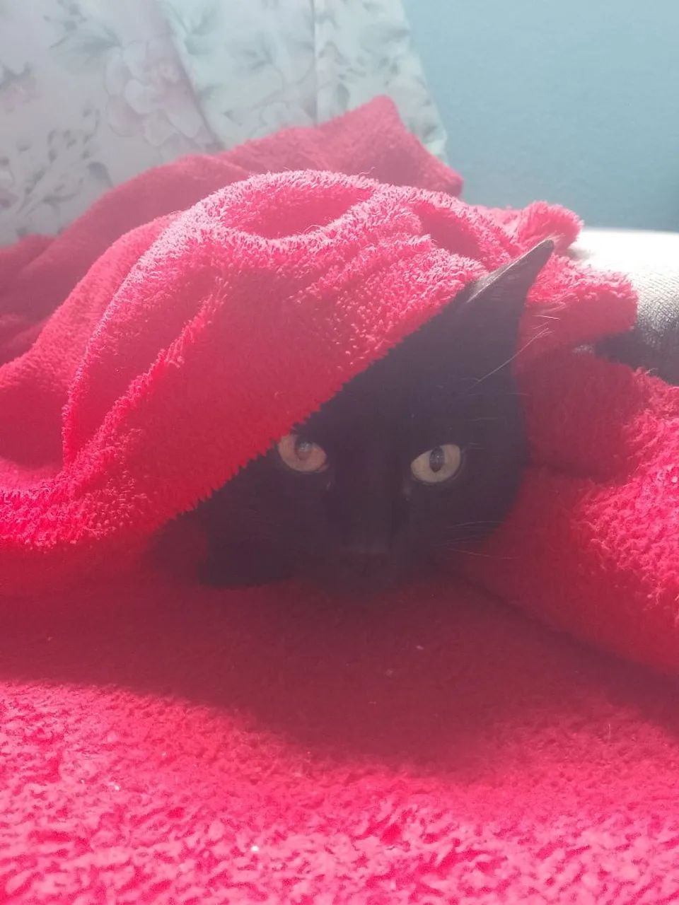 Gatinho procurando um lar.
