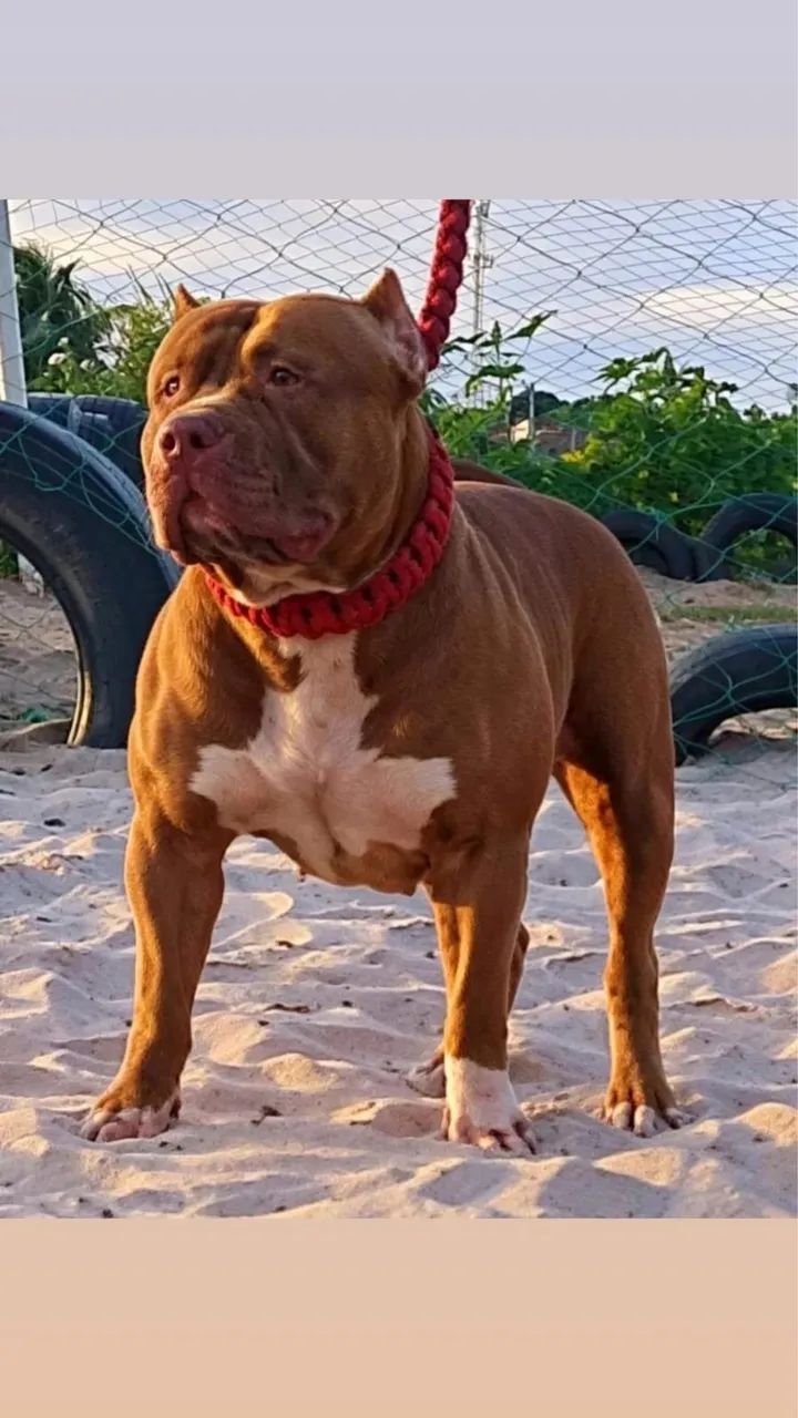 Filhotes de Pitbull puro ? - Foto 2